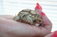 /album/sulcata/mala-sulkata-desert-rose-008-jpg/